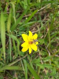 Bidens andicola image