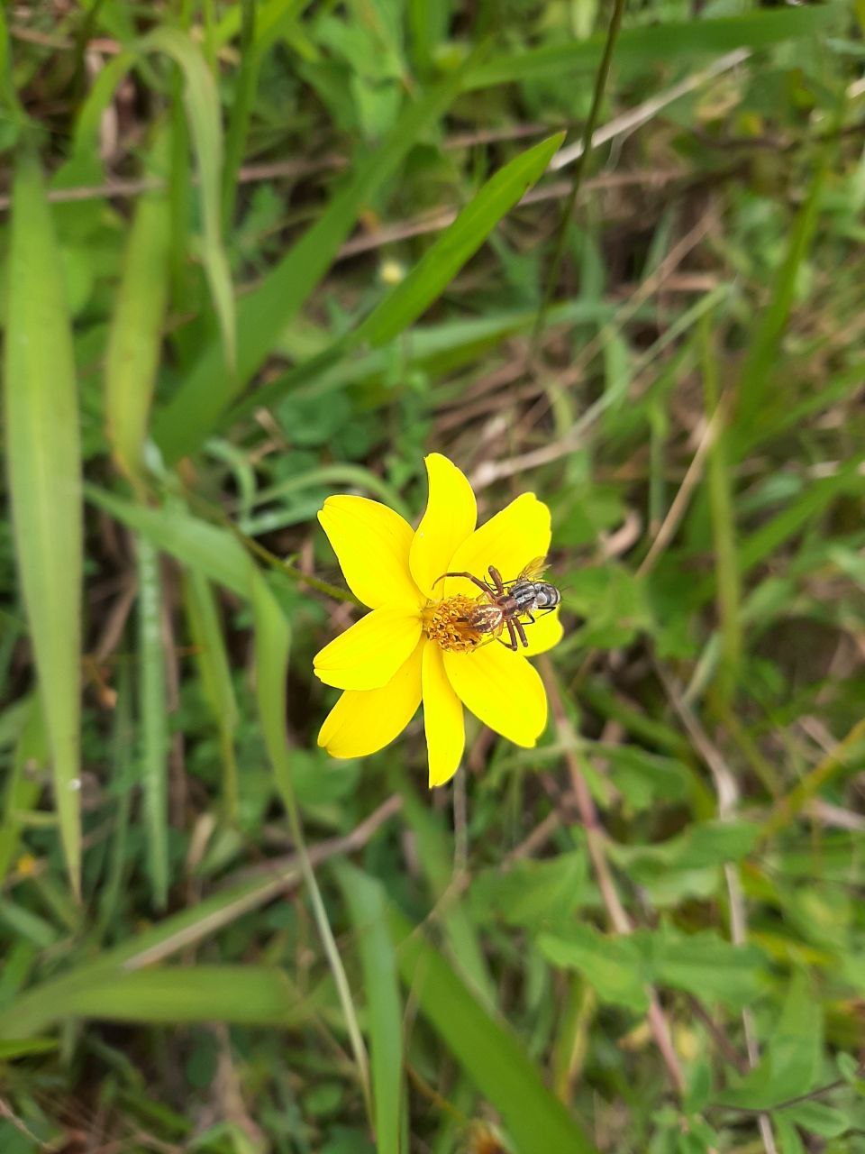 Bidens andicola image