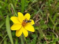 Bidens andicola image