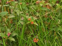 Lantana camara image