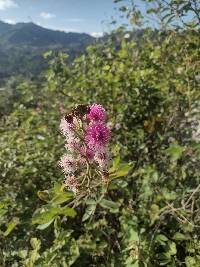 Mimosa albida image