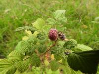 Rubus niveus image