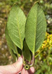 Pentacalia dorrii image