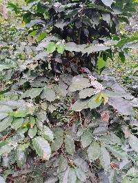 Coffea arabica image