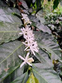 Coffea arabica image