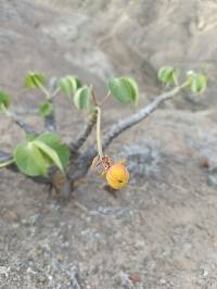 Jatropha nudicaulis image