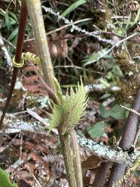 Passiflora roseorum image