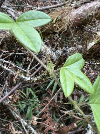 Passiflora roseorum image