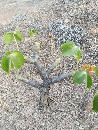 Jatropha nudicaulis image