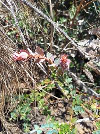 Vaccinium floribundum image