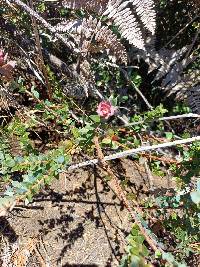 Vaccinium floribundum image