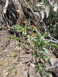 Vaccinium floribundum image