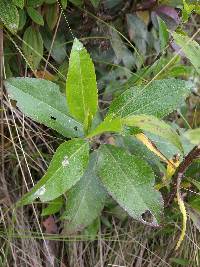 Baccharis latifolia image