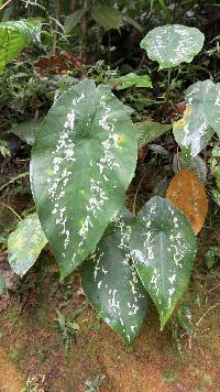 Image of Caladium steudnerifolium