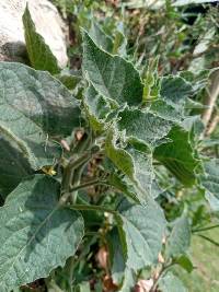 Physalis peruviana image