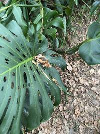 Monstera deliciosa image