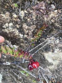 Vaccinium crenatum image