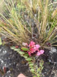 Vaccinium crenatum image