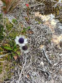 Eryngium humile image