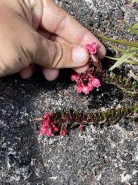 Vaccinium crenatum image