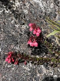 Vaccinium crenatum image