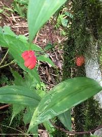 Image of Bomarea campanularia