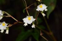 Begonia acerifolia image