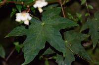 Begonia acerifolia image