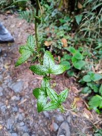 Passiflora loxensis image