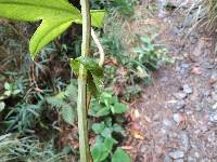 Passiflora loxensis image