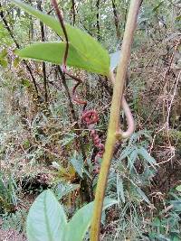 Passiflora loxensis image