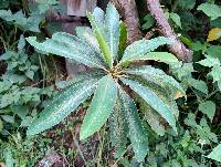 Euphorbia laurifolia image