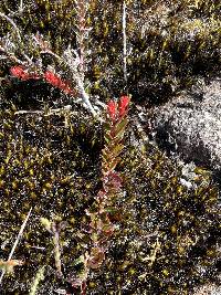 Vaccinium crenatum image