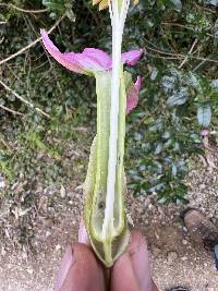 Passiflora glaberrima image