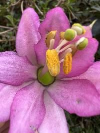 Passiflora glaberrima image