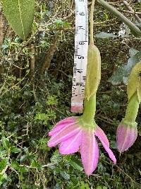 Passiflora glaberrima image