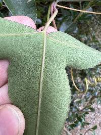 Passiflora glaberrima image