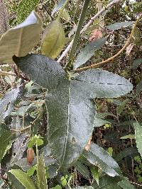 Passiflora glaberrima image