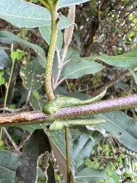 Passiflora glaberrima image