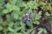 Dalea coerulea image