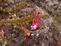 Vaccinium crenatum image