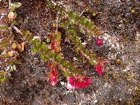 Vaccinium crenatum image