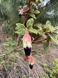 Brachyotum confertum image