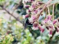 Baccharis latifolia image