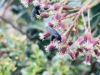 Baccharis latifolia image