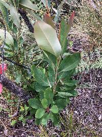 Oreocallis grandiflora image