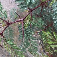 Vachellia macracantha image