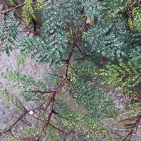 Vachellia macracantha image