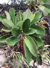 Oreocallis grandiflora image