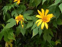 Tithonia diversifolia image